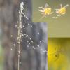 Araneus diadematus